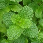 lemon balm extract 